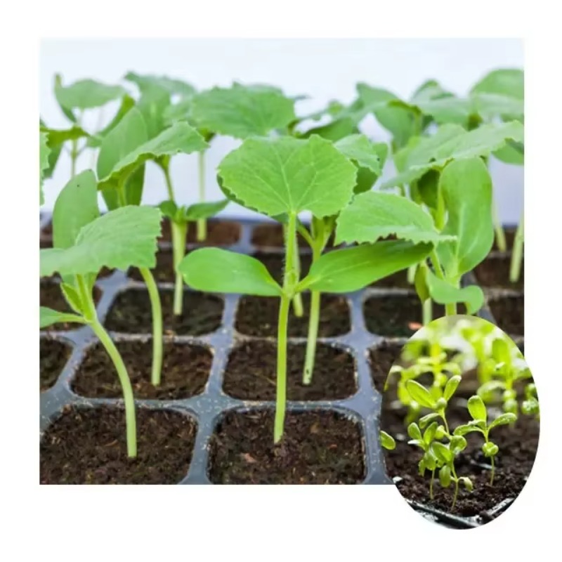 Máquina de Semeadura Automátic - Nursery Plug Tray avaliação e preço
