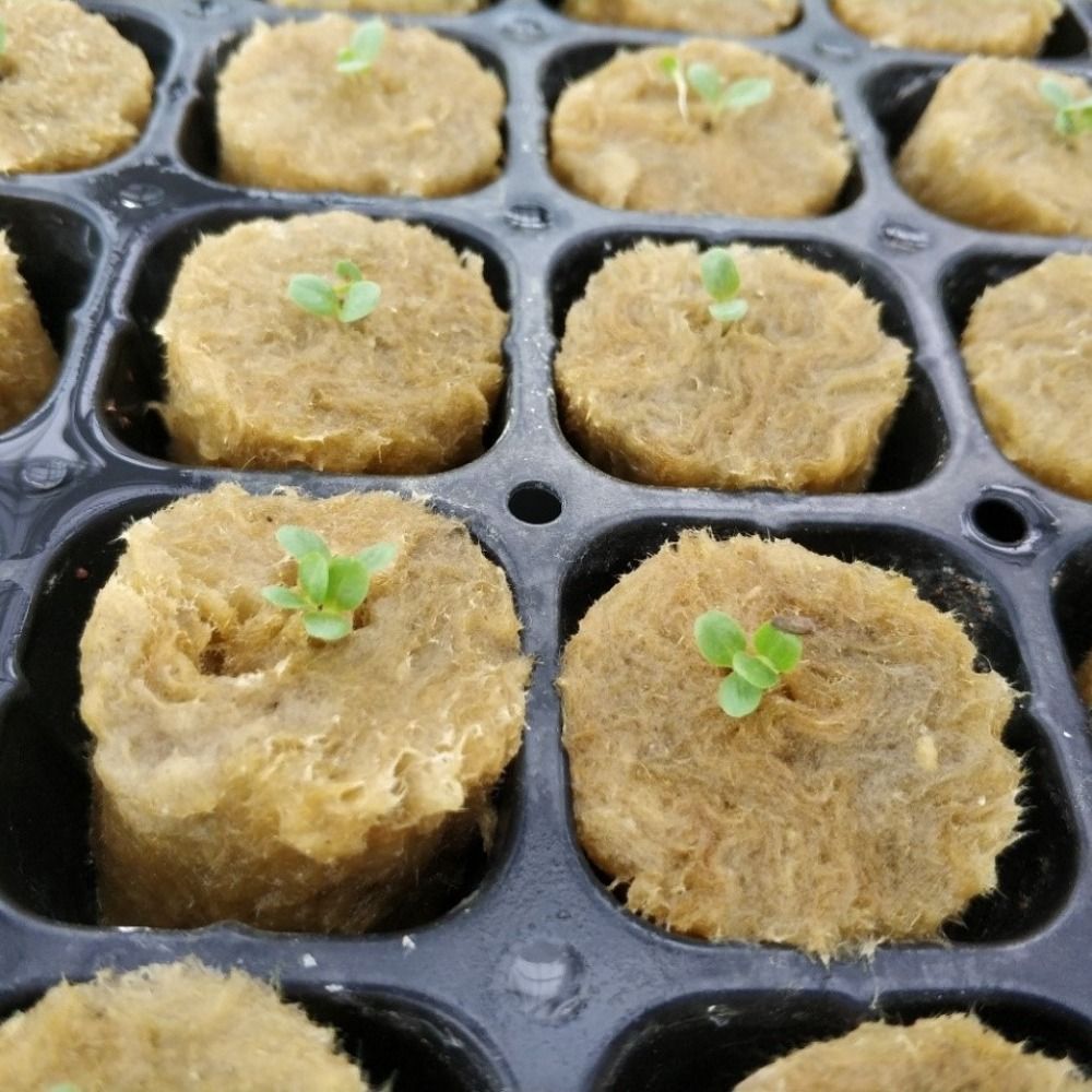 50 PEÇAS Bloco de Cultivo Hidr - Nursery Plug Tray avaliação e preço